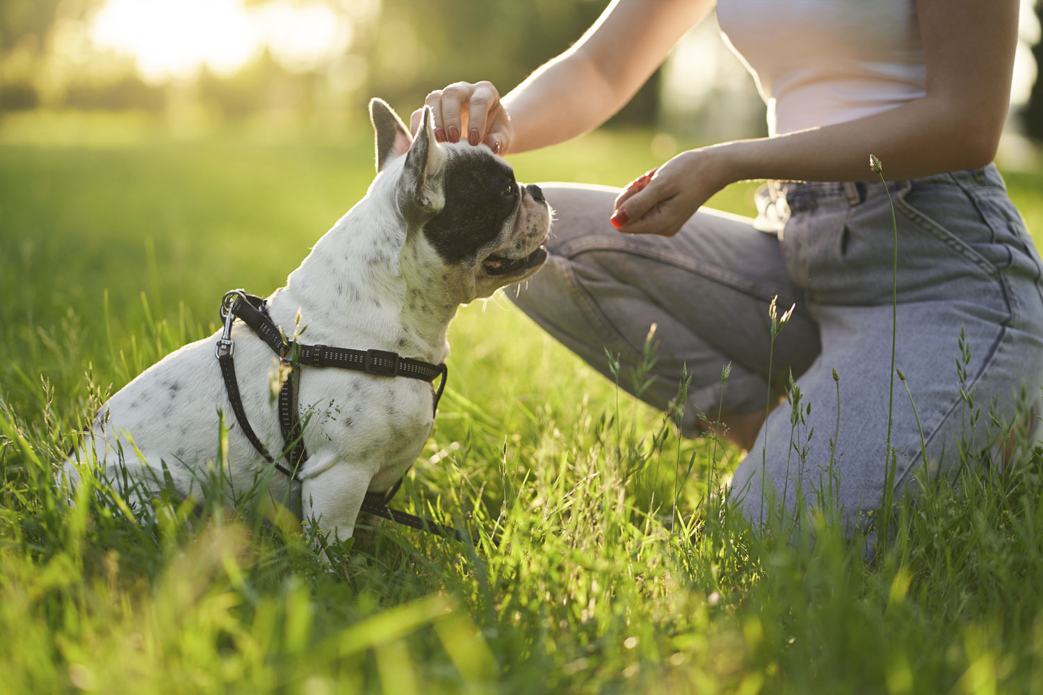 unrecognizable-woman-training-french-bulldog-in-park